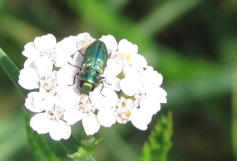 Anthaxia fulgurans, maschio   (Buprestidae)